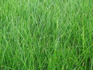 Perennial Rye Grass<br>Eugene Area