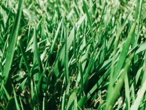 Tall Fescue Grass<br>Eugene Area